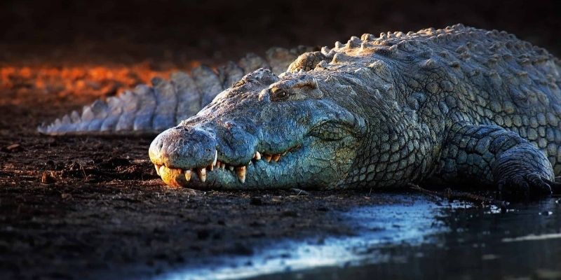 Nằm mơ thấy cá sấu khổng lồ