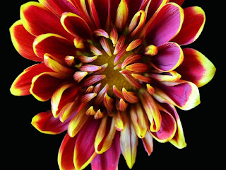 Chrysanthemum - Planting - Guide: - Season, - Propogation, - Compost, - Manuring, - Diseases, - Treatment,- and - Precaution