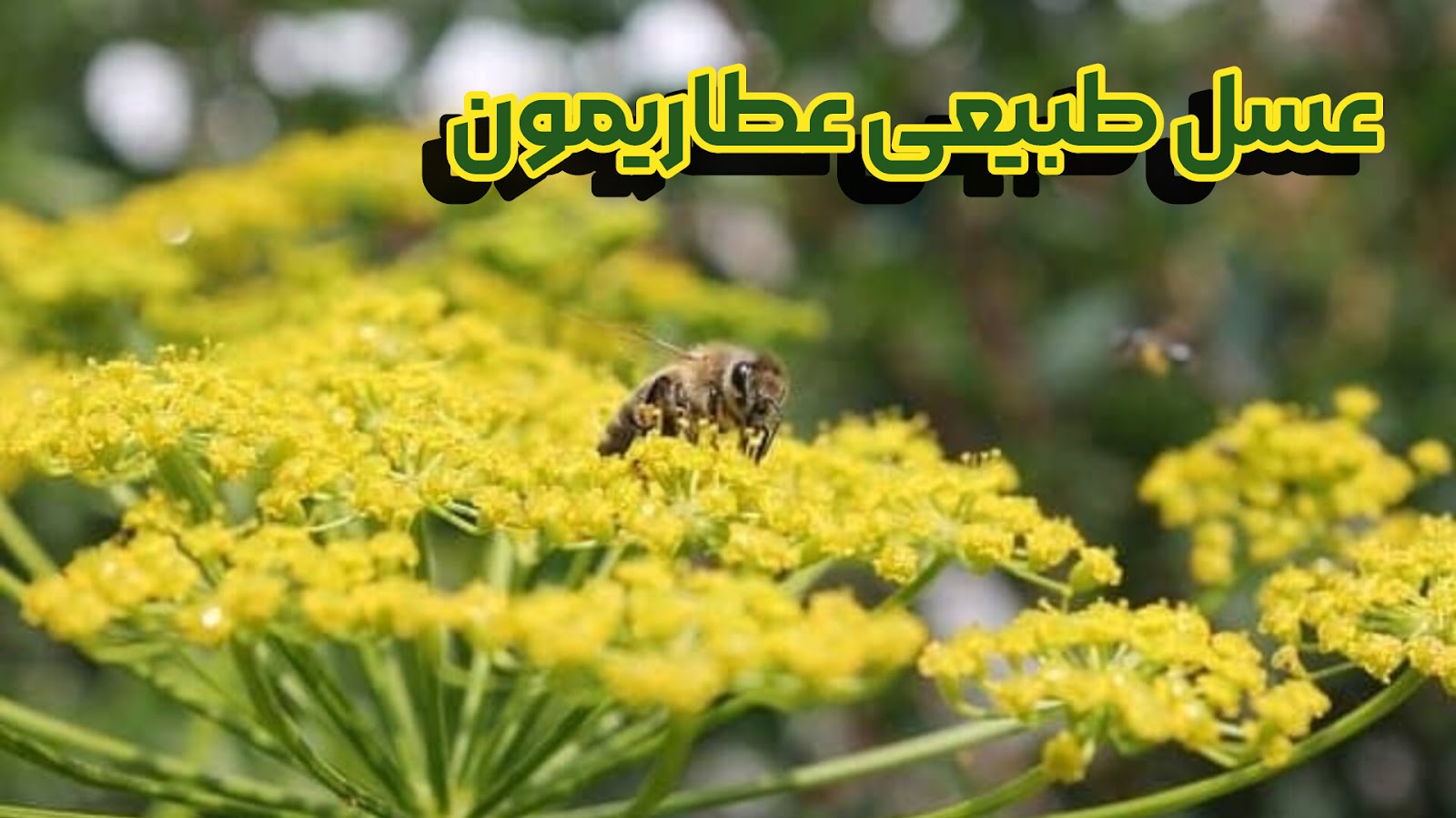 عسل طبیعی عطاریمون