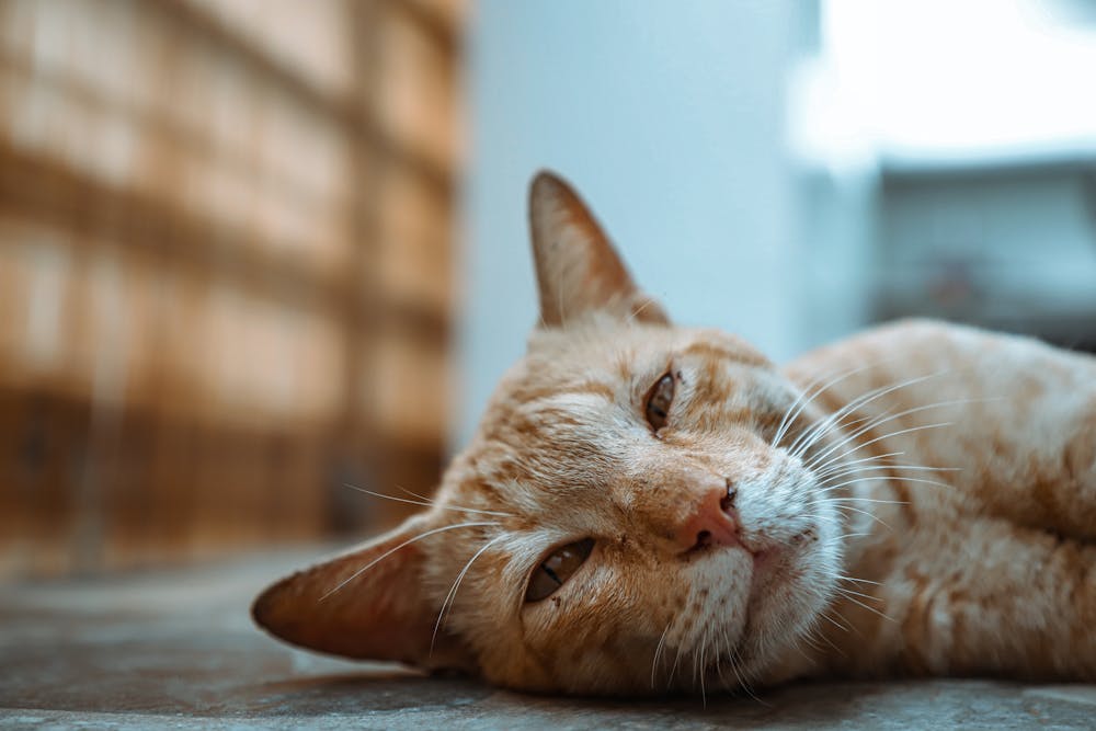 A Tabby Cat on the Floor