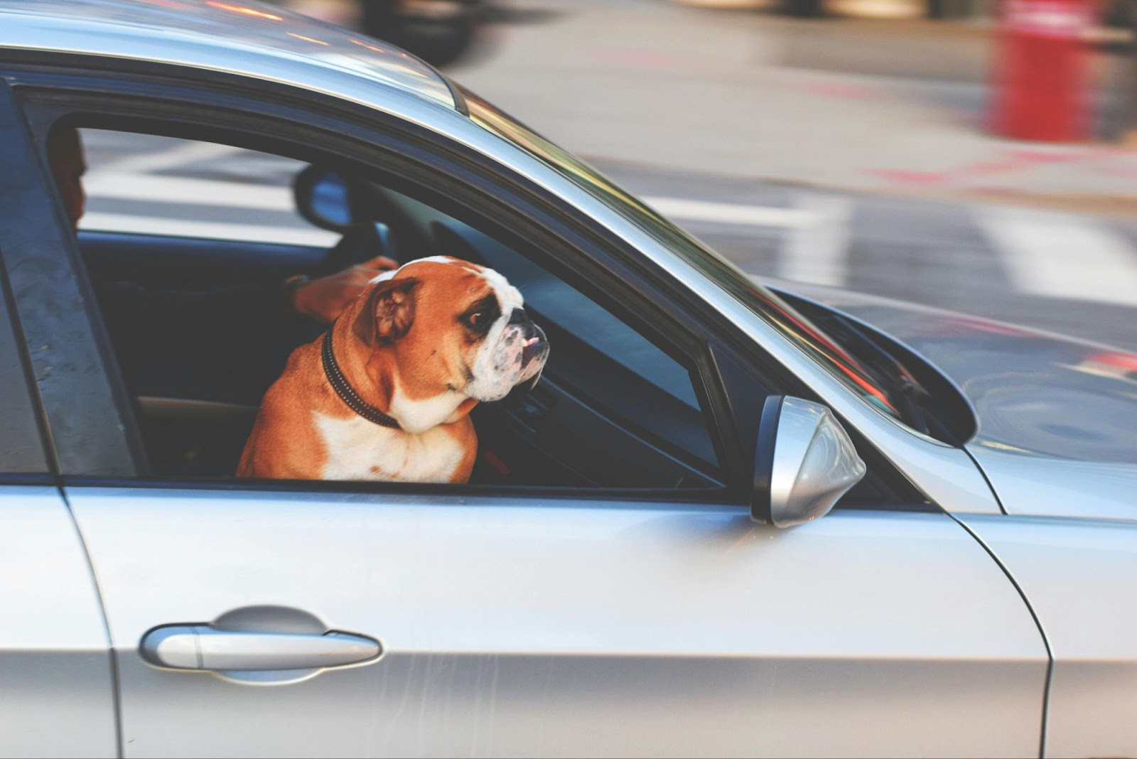 Bulldog Riding Inside Car