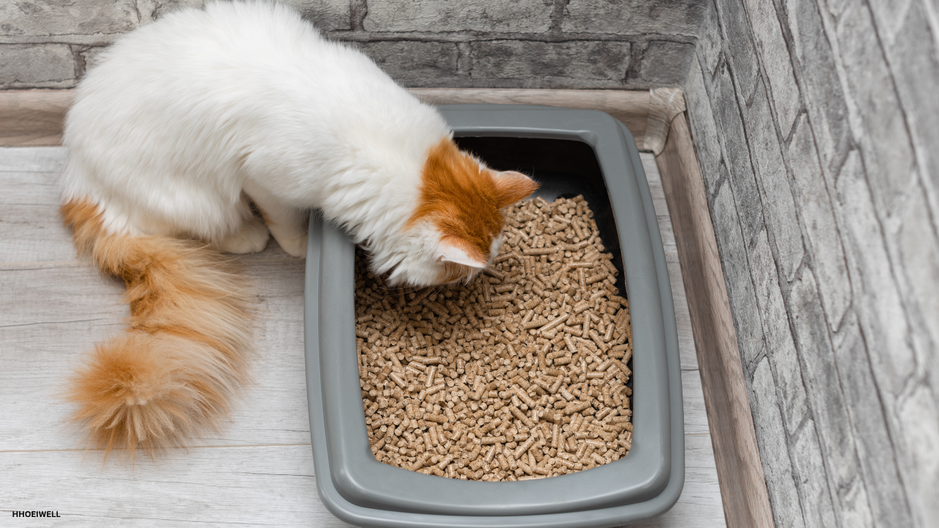 Calm adult cat using an open, spacious litter box with clean, unscented litter in a quiet corner of the room.