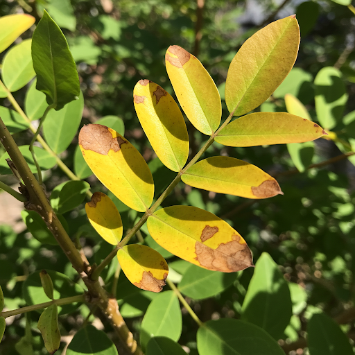 Troubleshooting Common Licorice Growing Problems