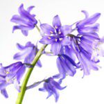 bluebell flower