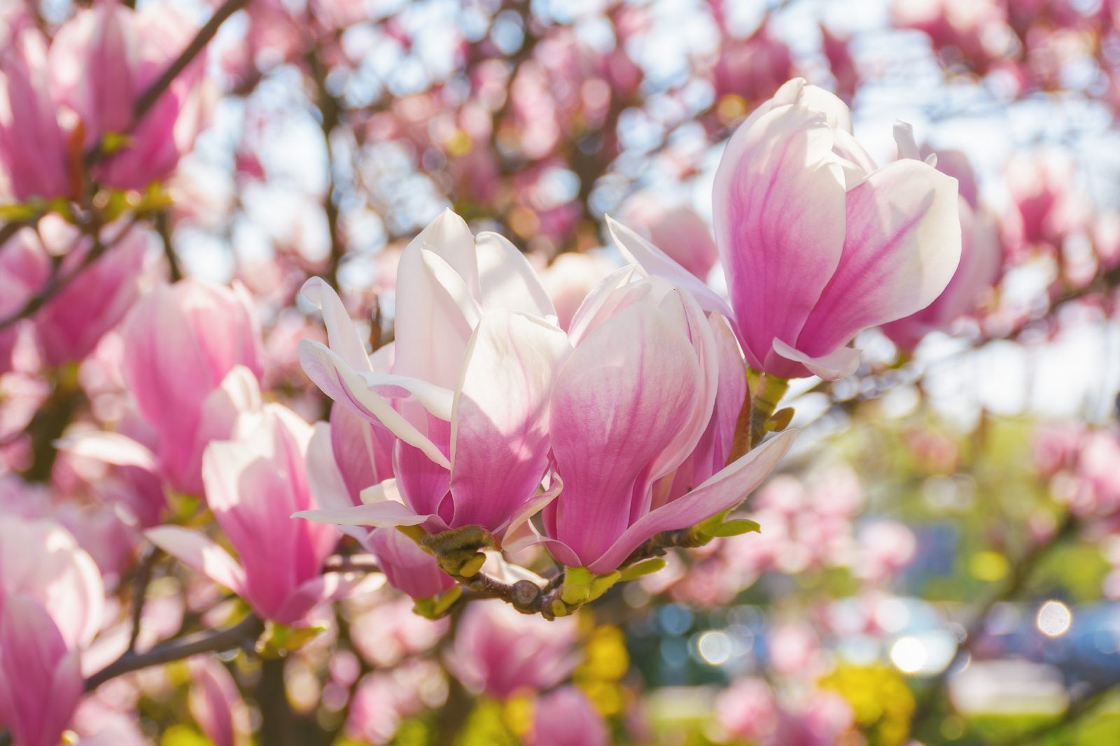 Close-up of pink and white Tulip Magnolia flowers, a stunning result of proper pruning and care from a tree service.