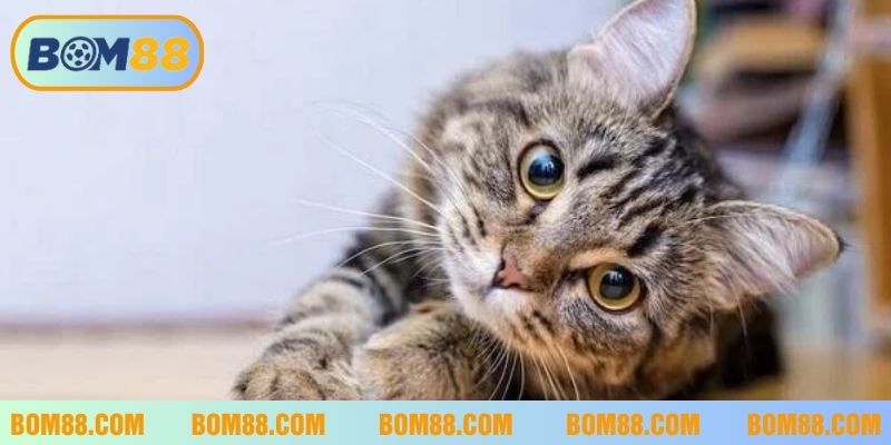 Mèo xuất hiện trong giấc mơ tốt hay xấu bom88
