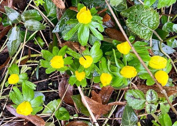 Ein Bild, das Blume, Pflanze, gelb, draußen enthält.

Automatisch generierte Beschreibung