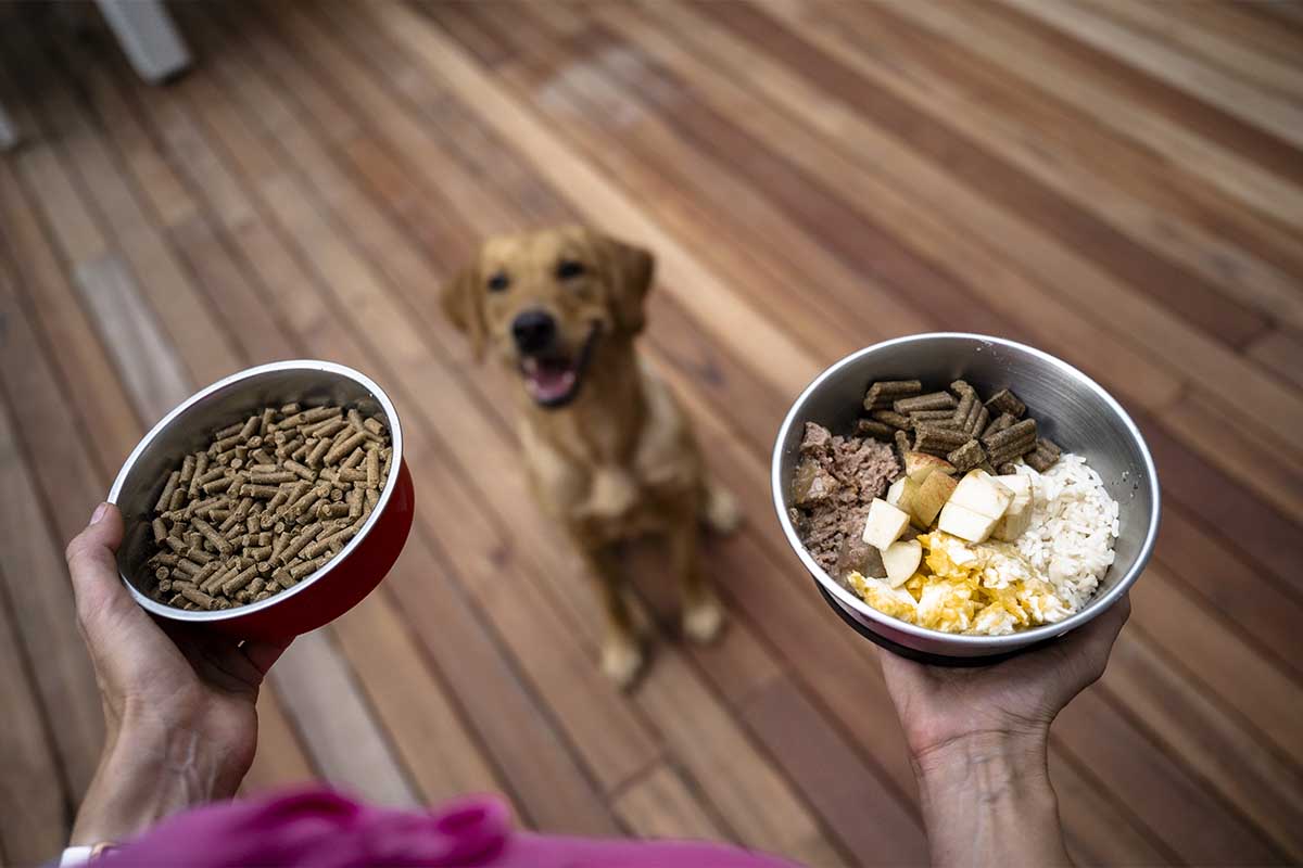 Pueden comer arroz los perros: Guía completa | Brillante