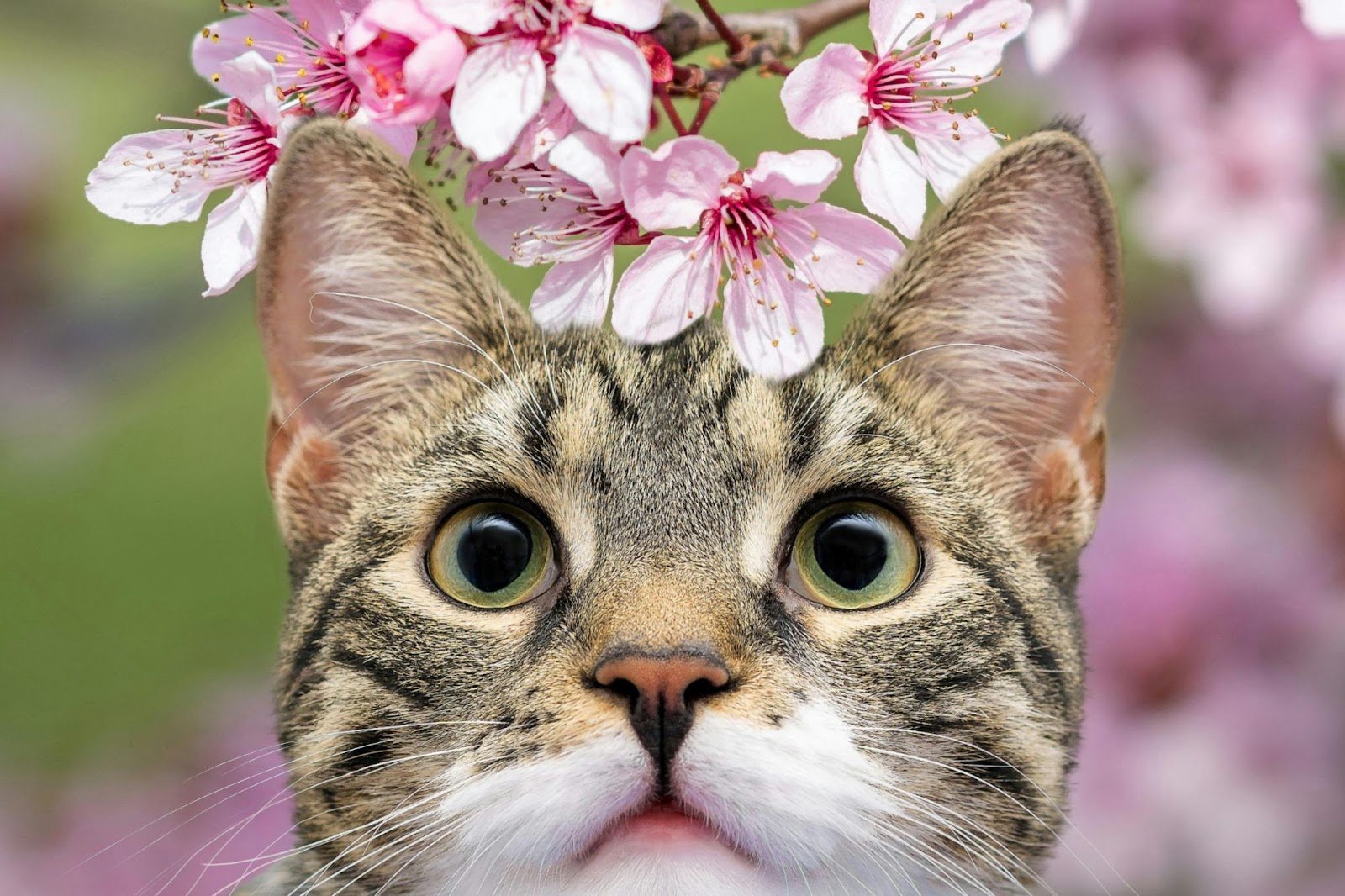 neus van je kat