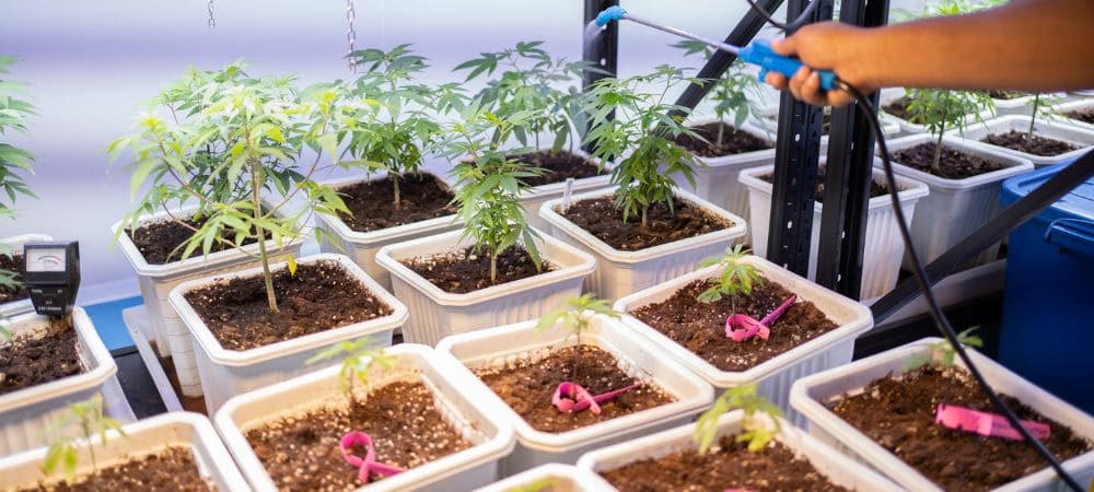 Come regolare la temperatura e l'umidità nella coltivazione indoor