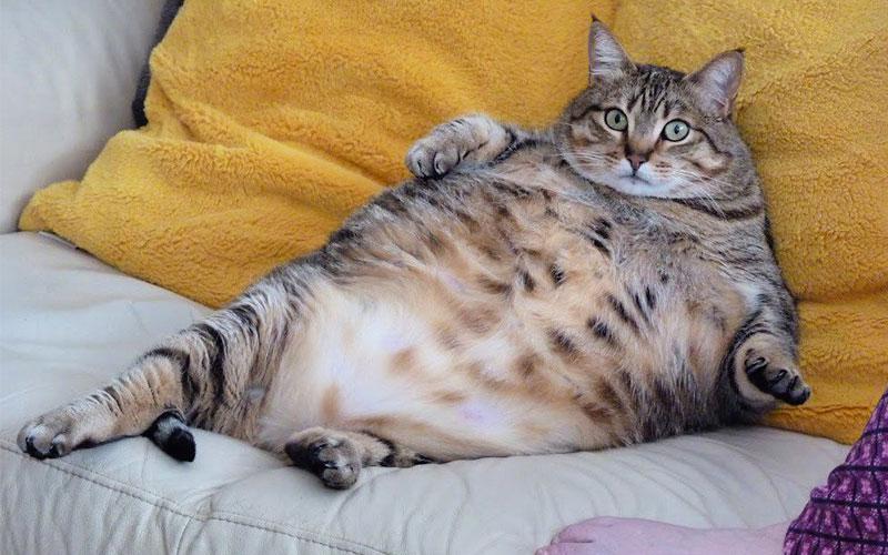Combat-Cat-Obesity-with-Cat-Trees-Promote-Exercise-and-Health