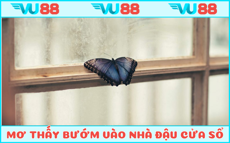 Mơ thấy bướm bay vào nhà đậu trên cửa số báo hiệu điềm lành