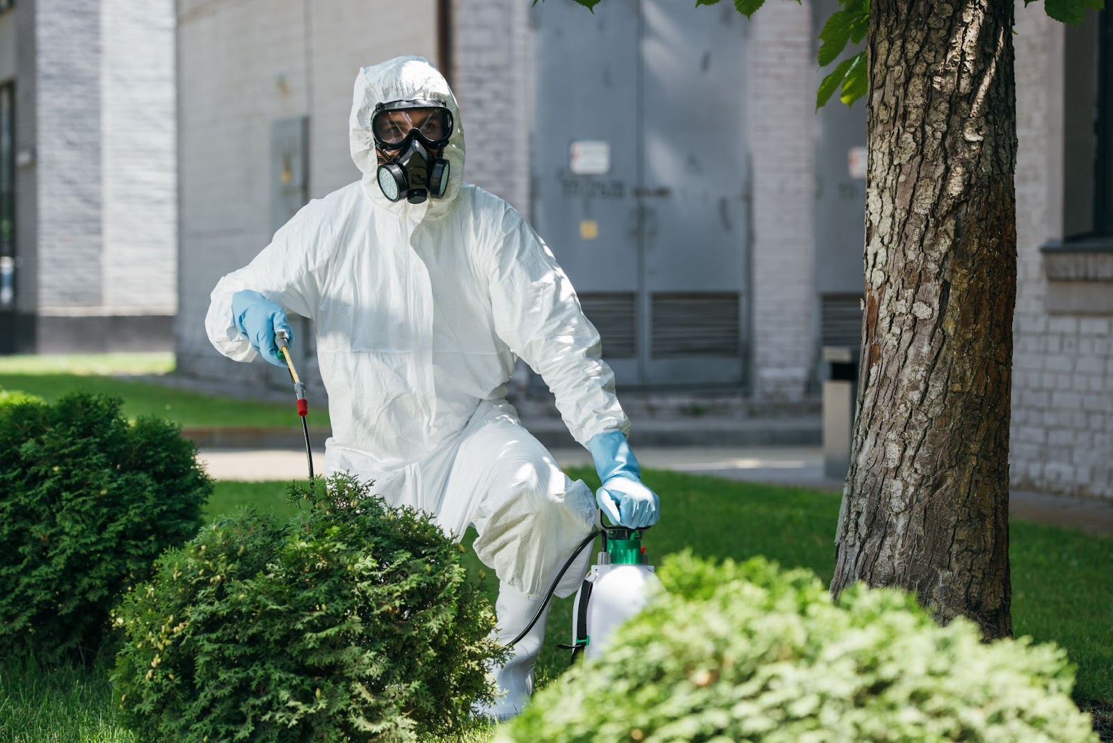 Professional pest control worker treating bushes with pesticide in a residential yard.