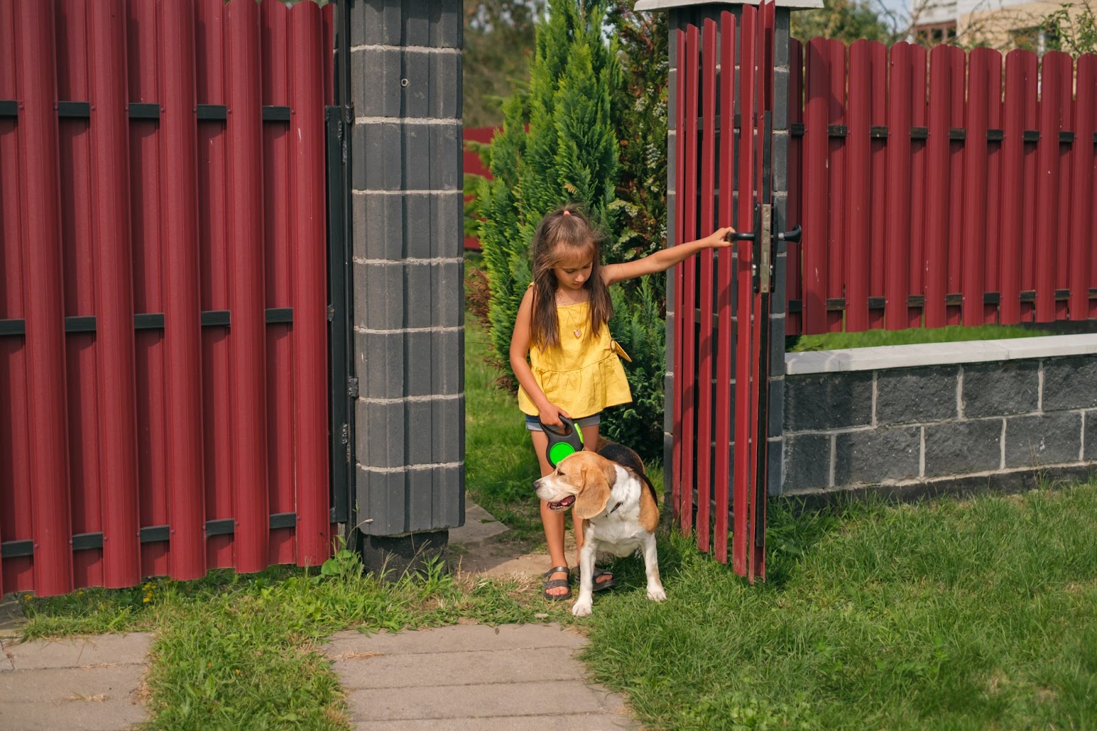 A girl opens the dark red metal fence door, ready to take her beagle out of the yard for a walk on a leash.