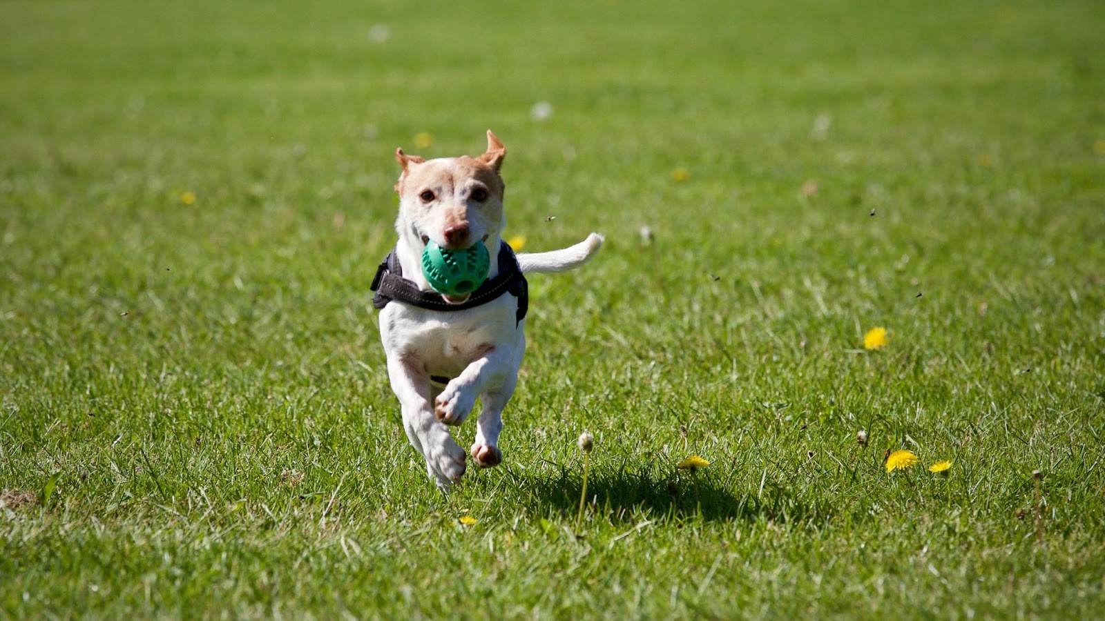 Dog Carrying Ball While Running in Grass