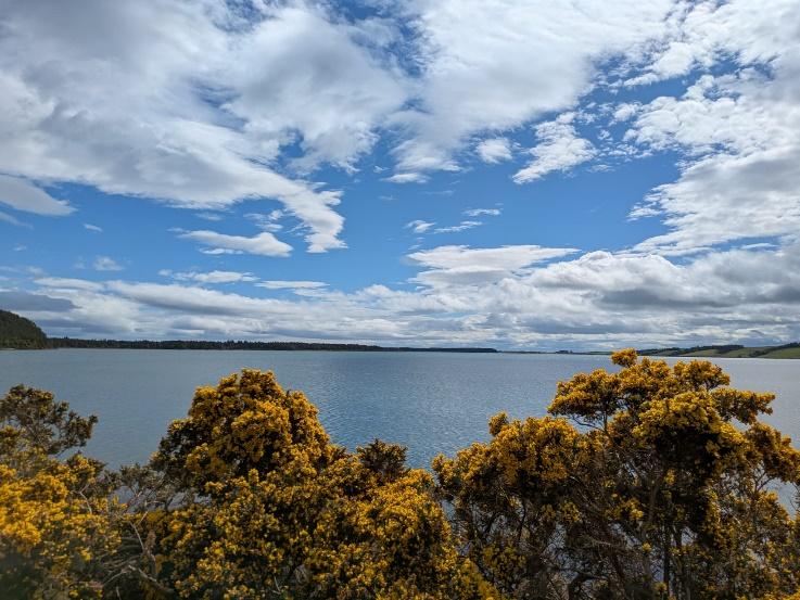 A view of a body of water and bushes with yellow flowers

AI-generated content may be incorrect.