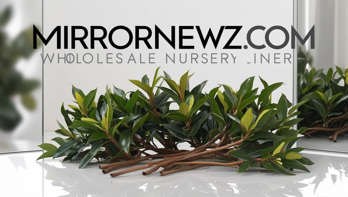 Wholesale Bare Root Liners Laurels
