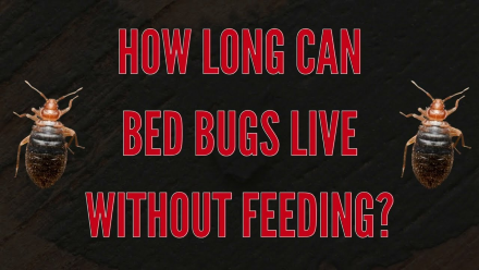 How long can bed bugs live without feeding