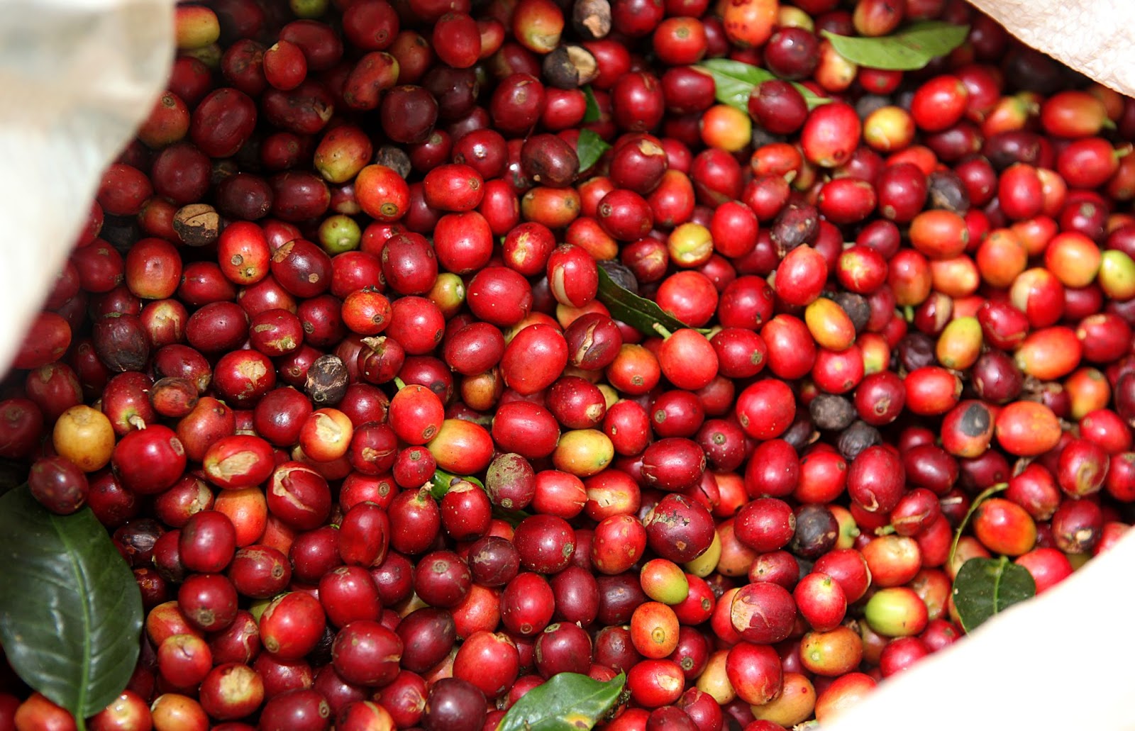 A cup of red bourbon coffee with a coffee plant in the background