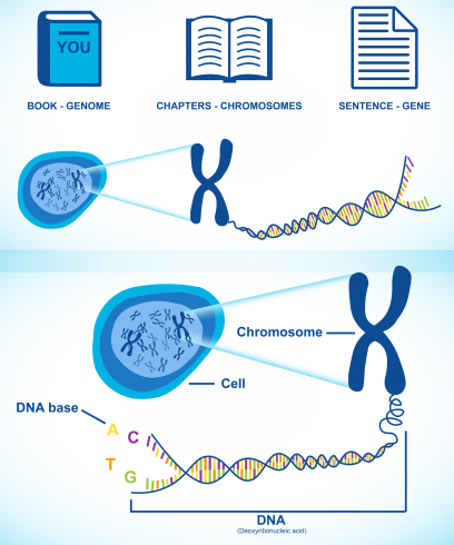 Understanding Genomes