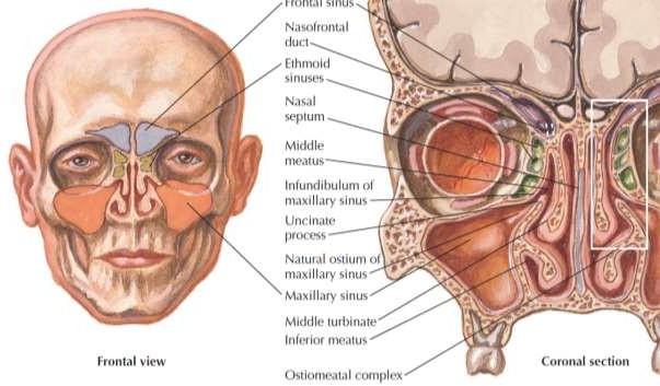 sinus.png