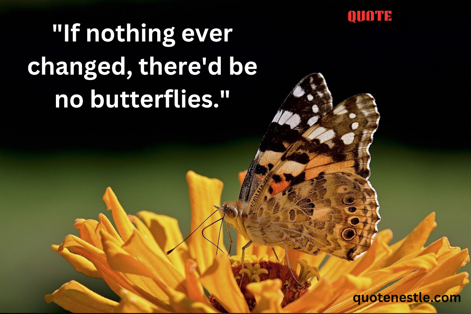 Butterfly Quotes About Life