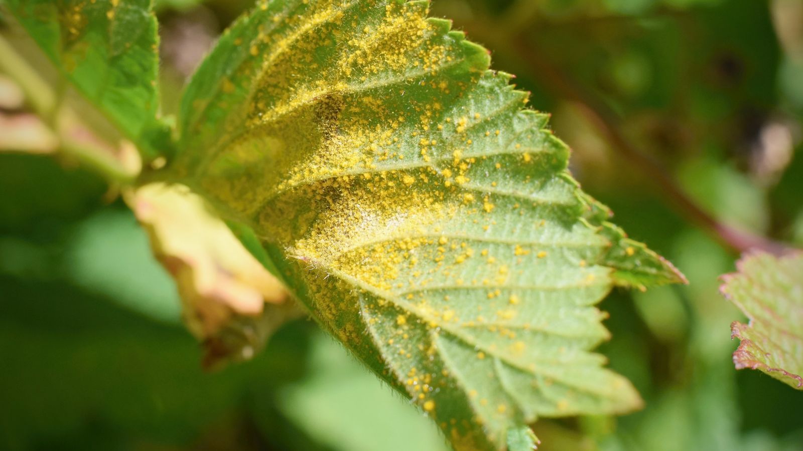 A close-up shot of a leaf affected with the Yellow Rust