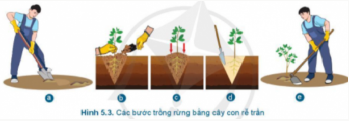 BÀI 5.TRỒNG CÂY RỪNGMỞ ĐẦUCâu hỏi: Kể tên các loại cây rừng mà em biết. Những loại cây đó được trồng như thế nào?Đáp án chuẩn:- Cây thông, cây cọ, cây đước, cây cui, cây côi, cây dừa nước- Gieo hạt hoặc cây con trong rừng vào mùa xuân hoặc mùa thu.1. MỤC ĐÍCH CỦA VIỆC TRỒNG CÂY RỪNGCâu hỏi : Mục đích của việc trồng cây rừng là gì?Đáp án chuẩn:Mở rộng diện tích rừng; phủ xanh đất trống, đồi núi trọc, tạo việc làm2. THỜI VỤ TRỒNGCâu hỏi: Kiểu thời tiết nào phù hợp cho việc trồng rừng ở nước ta?  Vì sao?Đáp án chuẩn:Thời tiết ấm, ẩm. Vì sẽ giúp cây bén rễ nhanh; tỉ lệ sống caoLuyện tập : Đề xuất thời vụ trồng cây phù hợp cho từng miền và giải thích lí do theo mẫu Bảng 5.1Đáp án chuẩn:Khu vựcThời vụ trồngLí doMiền BắcMùa xuân và mùa thuVì ở miền Bắc, mùa xuân độ ẩm không khí cao, thường hay có mưa phùn, thuận lợi cho cây cối Miền TrungMùa mưa ( tháng 9 đến tháng 12)Vì mùa mưa là thời điểm thích hợp với điều kiện nhiệt độ, độ ẩm, ánh sáng, giúp cây sinh trưởng Miền NamMùa mưa ( tháng 5 đến tháng 11)Vì mùa mưa độ ẩm cao, nền nhiệt ấm, rất thích hợp để cây trồng phát triểnVD. 1. Thời vụ trồng các loại cây thân gỗ ở địa phương em là khi nào?        2. Sưu tầm các câu ca dao, tục ngữ có liên quan thời vụ trồng cây.Đáp án chuẩn:1. Cây khế: vụ xuân ( tháng 2-3) + vụ thu (tháng 8 -10)2. Mùa xuân là Tết trồng câyLàm cho đất nước càng ngày càng xuân.3. LÀM ĐẤT TRỒNG CÂY RỪNGCâu hỏi: Hãy sắp xếp hình ảnh trong Hình 5.1 theo thứ tự của kĩ thuật đào hố trồng cây rừng.Đáp án chuẩn:a - e - d - c - d – bLuyện tập : 1. Tại sao trước khi đào hố trồng cây rừng phải làm cỏ và phát quang ở xung quanh miệng hố?2. Vì sao khi lấp hố trồng cây phải cho lớp đất màu trộn với phân bón xuống hồ trước?Đáp án chuẩn:1. Cây hoang dã cạnh tranh với cây trồng non yếu về ánh sáng, dinh dưỡng và nước.2. Đất trồng bị rửa trôi mạnh, khô cằn và thiếu dinh dưỡng.4. TRỒNG RỪNG BẰNG CÂY CON