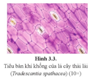 BÀI 3 NHÂN TỐ ẢNH HƯỞNG ĐẾN TRAO ĐỔI NƯỚC VÀ KHOÁNG Ở THỰC VẬT