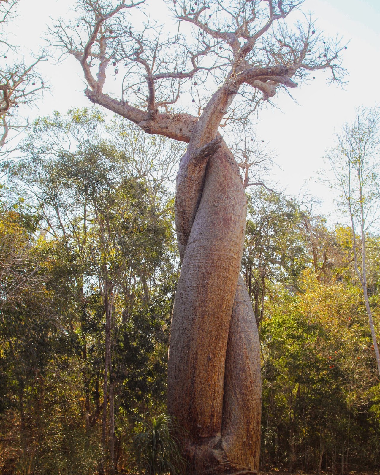 Kirindy Forest Reserve