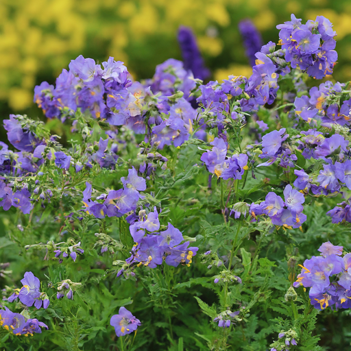 Polemonium in Your Garden Design