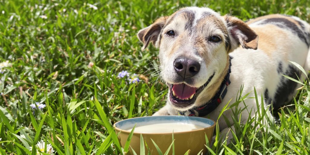 Dog drinking organic goat milk in a sunny outdoor setting.