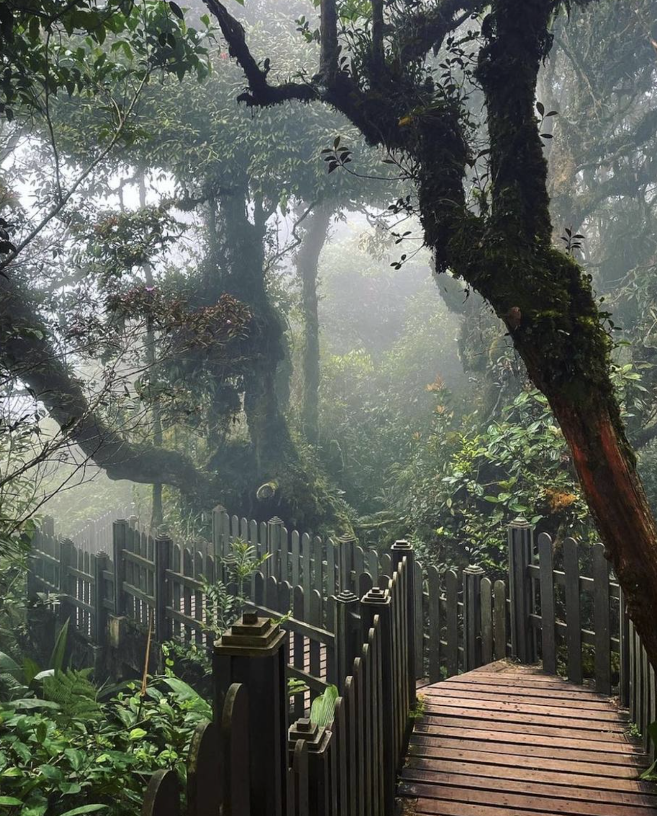 A wooden bridge in a forest

Description automatically generated