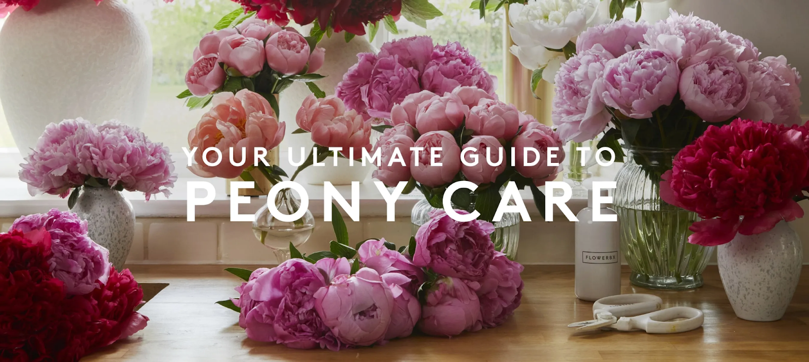 Peonies Care Guide