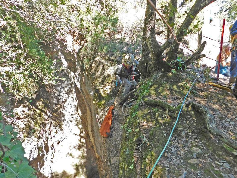 Un árbol con hojas verdes

Descripción generada automáticamente con confianza media