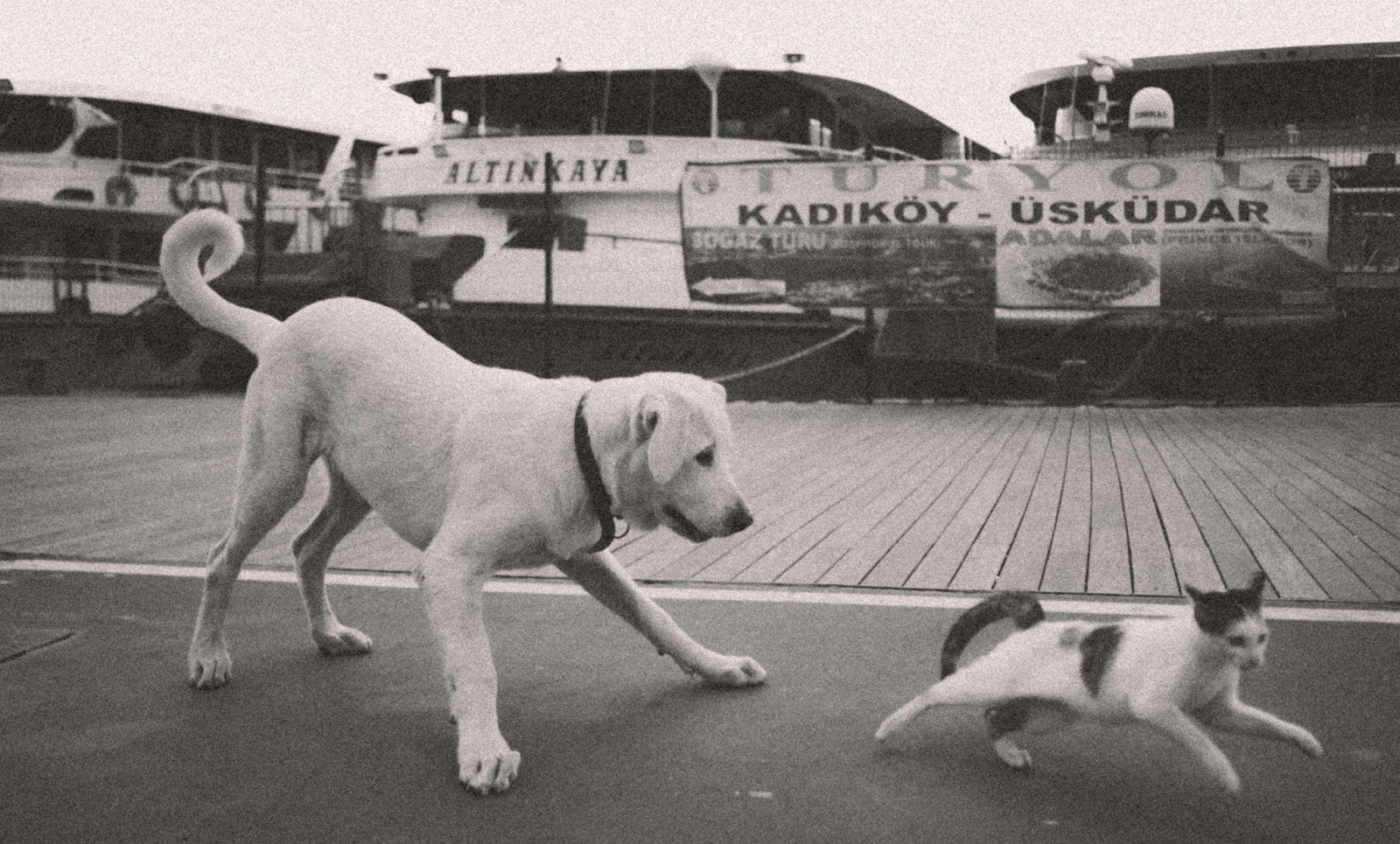 Heartwarming Cat-Dog Friendships That Will Restore Your Faith in Animals