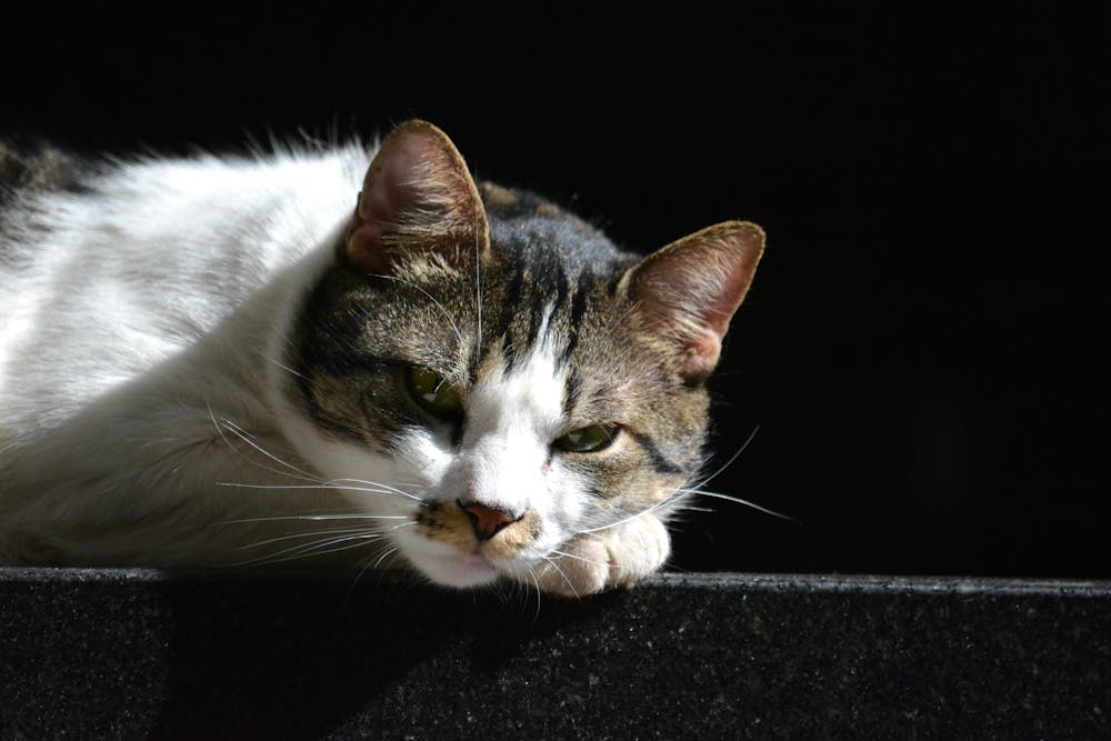 A Cute Cat Resting on a Black Surface