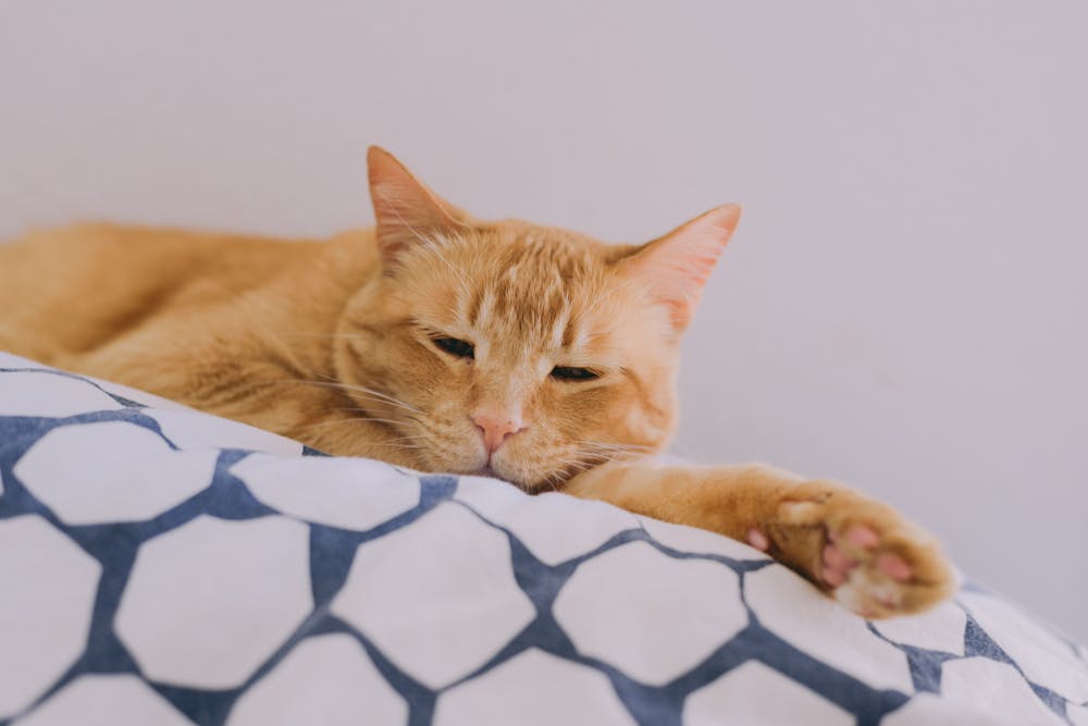 A Cute Tabby Cat Sleeping