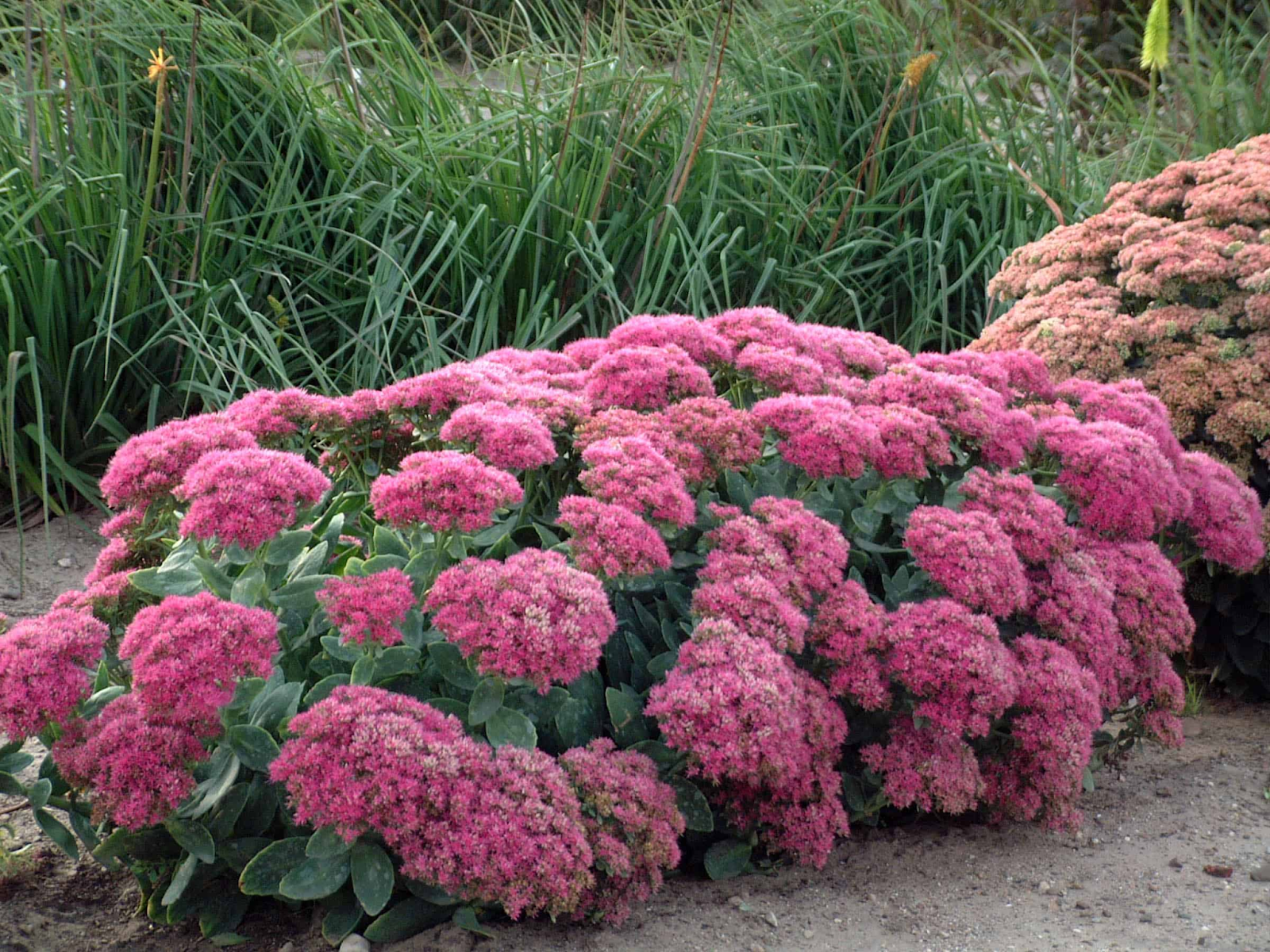 Botanical Characteristics Sedum