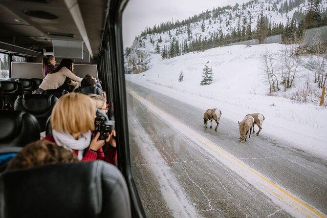 Private Sightseeing Adventure Tour in Banff National Park Canada 2024 ...