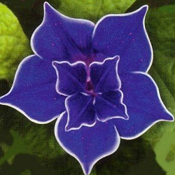 Picotee Blue Morning Glory Flower