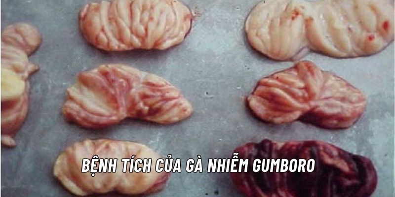 Gà nhiễm Gumboro có biểu hiện bệnh tích ra sao?