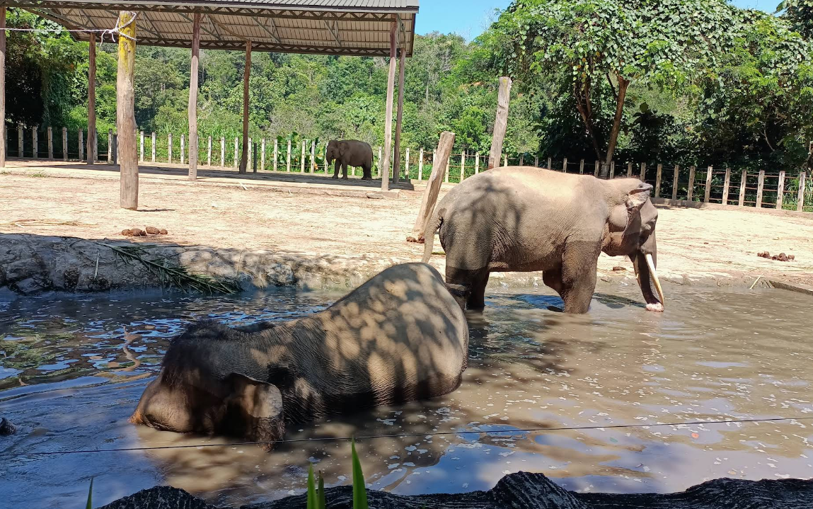 things to do in kota kinabalu lok kawi wildlife park