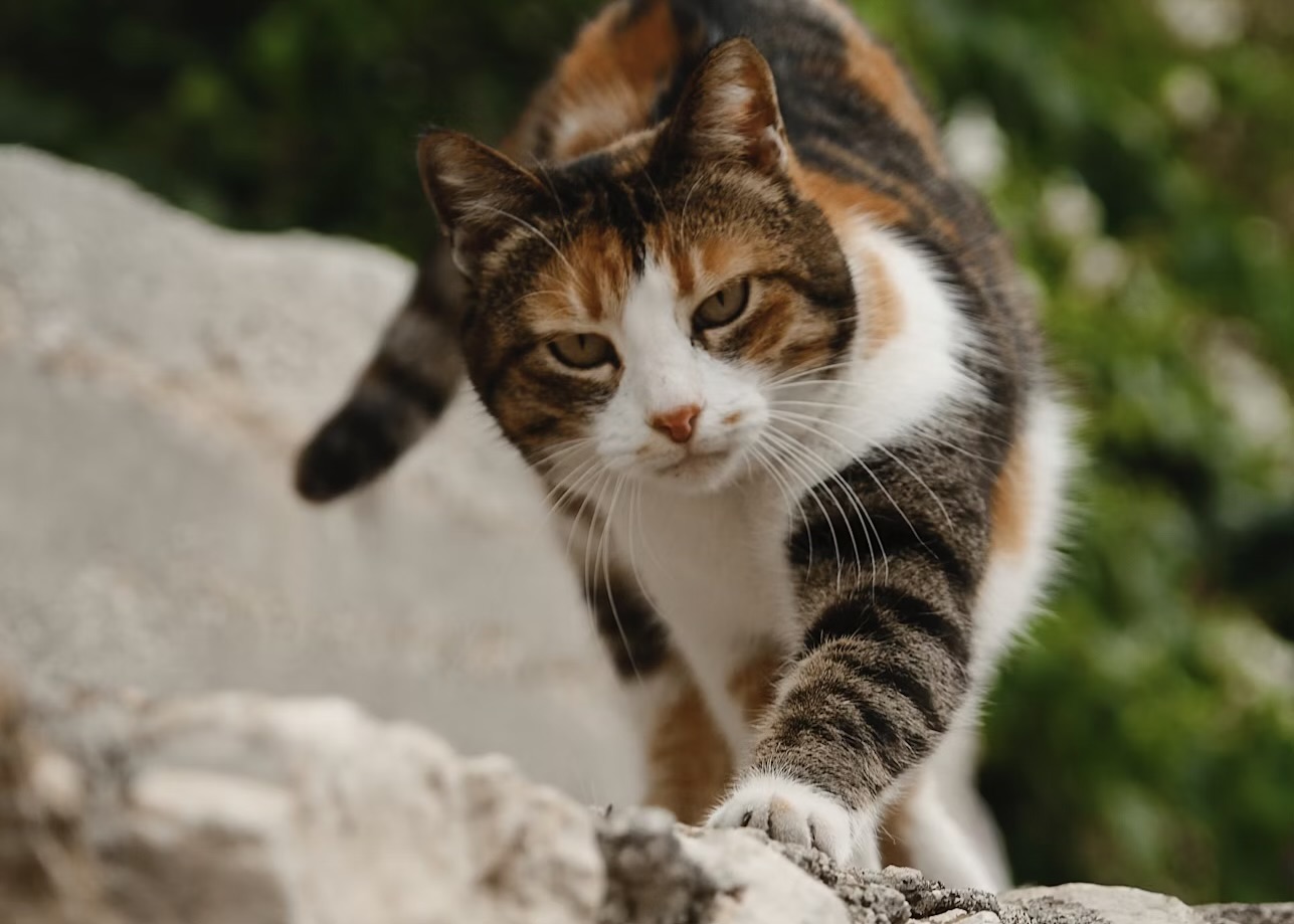 岩場を歩く三毛猫