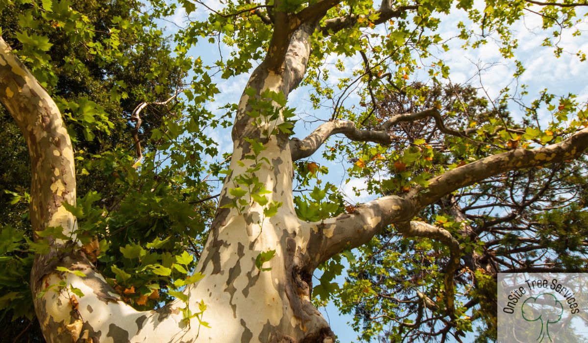 When To Choose Tree Trimming In Fort Wayne