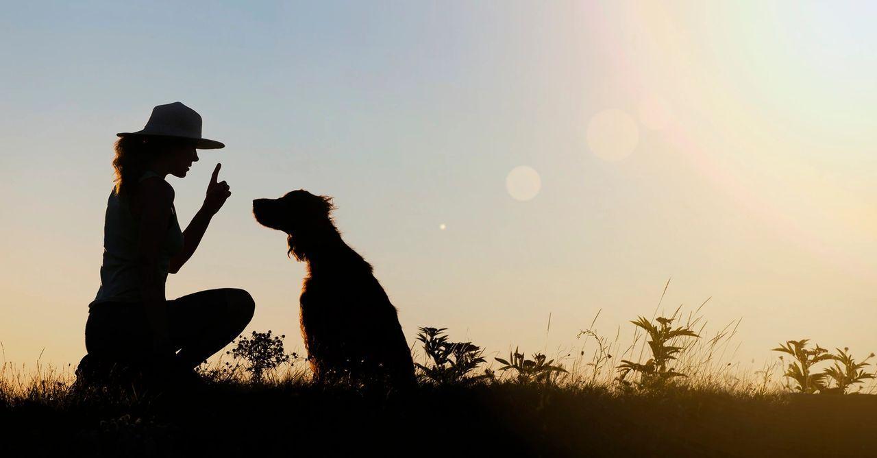 woman training dog in the golden hour