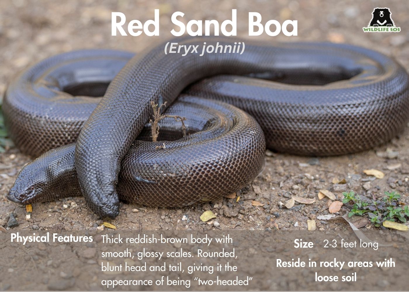 Red sand boa infographic