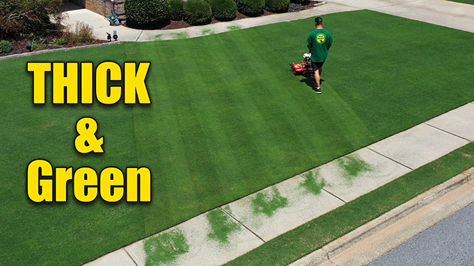 Steps to Get a Thick and Green Lawn