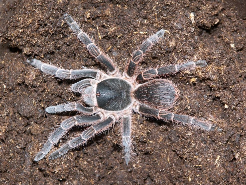 C:\Users\Tita\AppData\Local\Temp\pid-1820\Acanthoscurria Sp..JPG