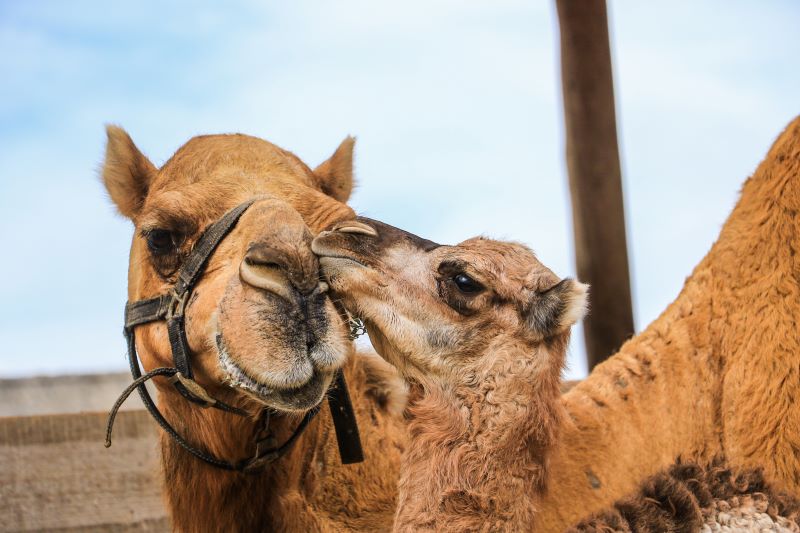 Camel and baby camel